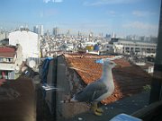IMG_0998